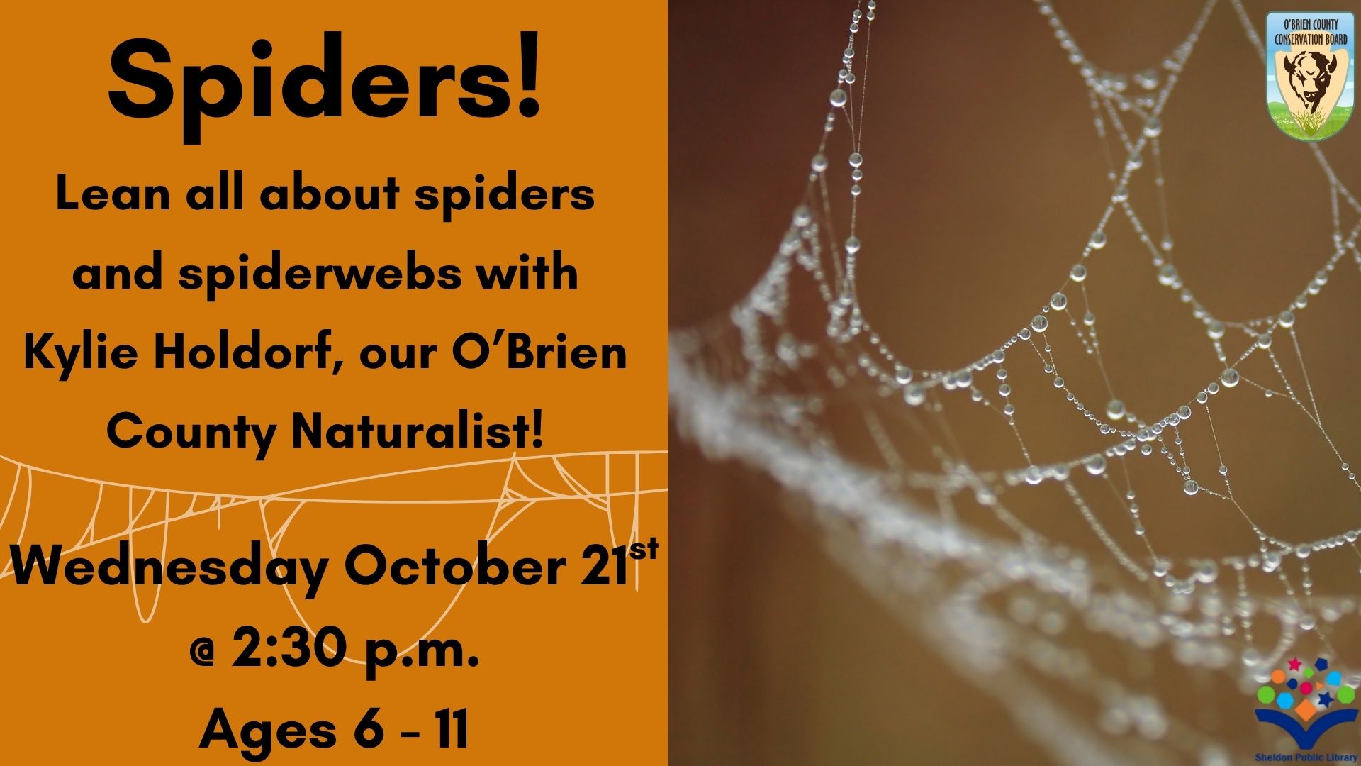 Spiders